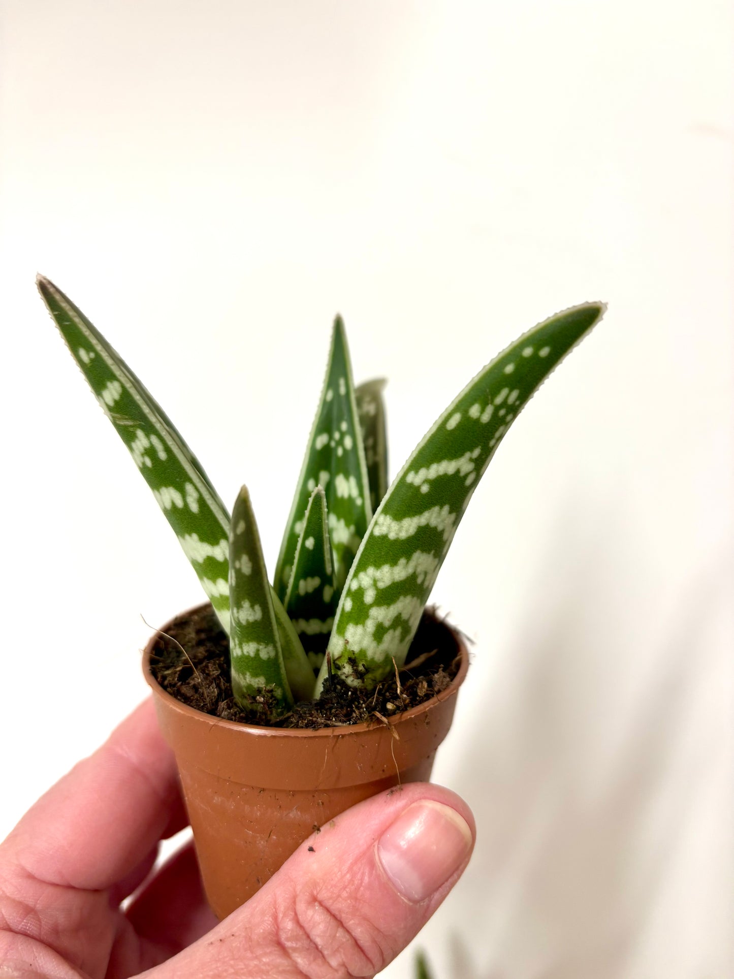 Aloe Variegata