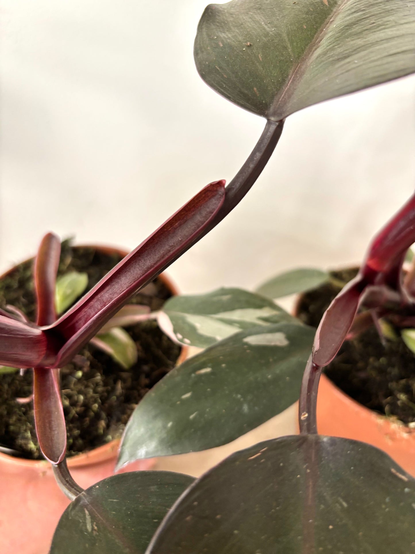 Philodendron Burgundy Princess