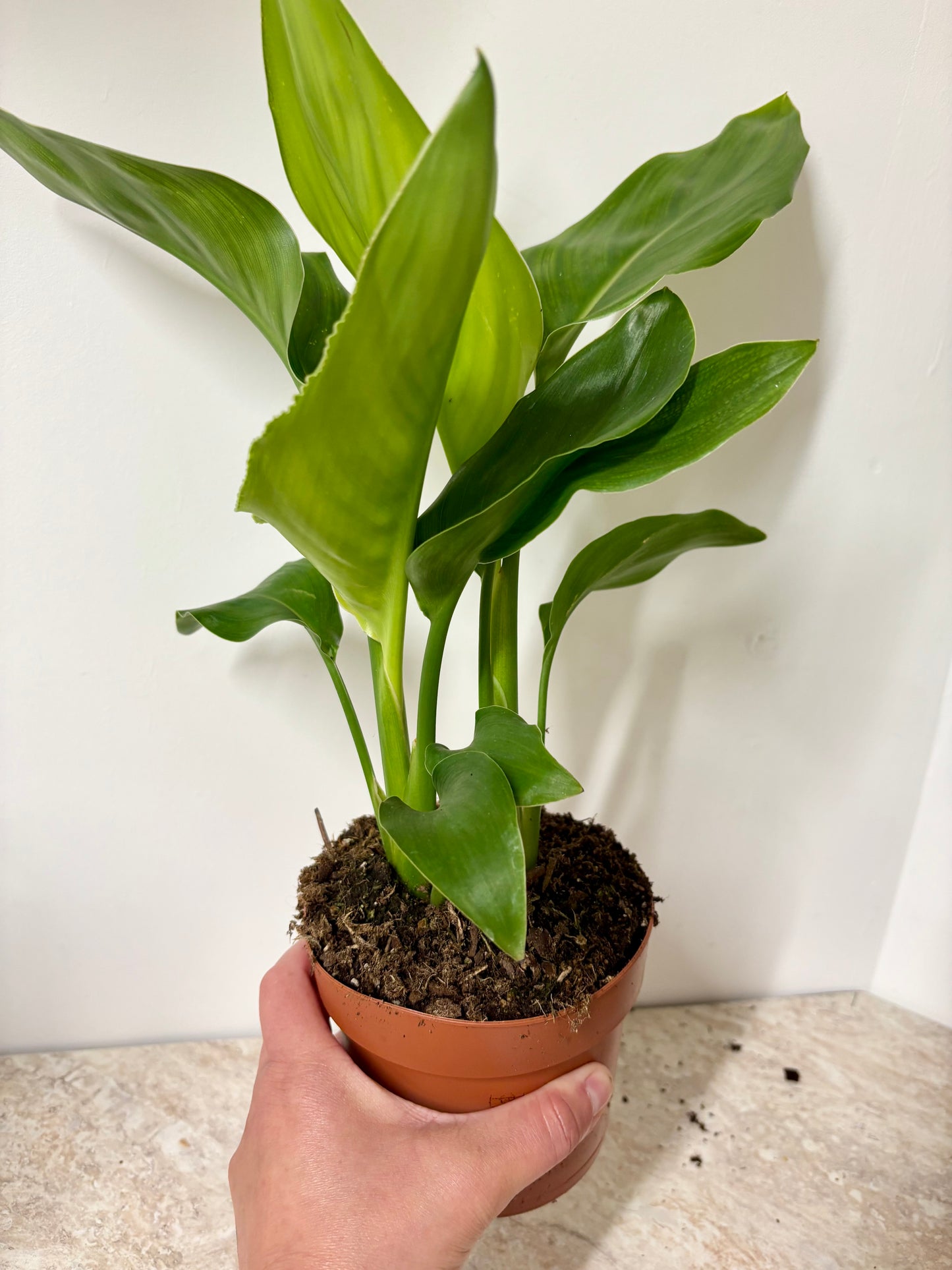 Strelitzia Nicolai / Bird Of Paradise