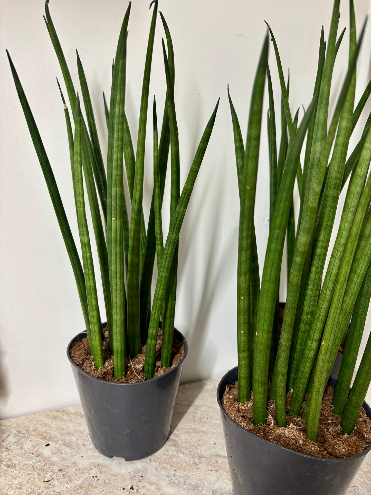Sansevieria Cylindrical