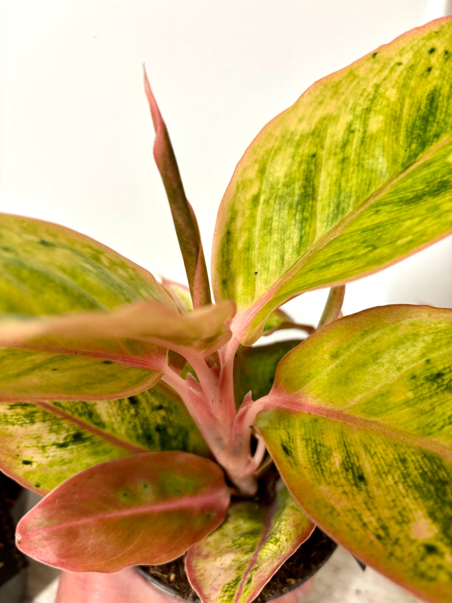 Aglaonema Salmon Fantasy