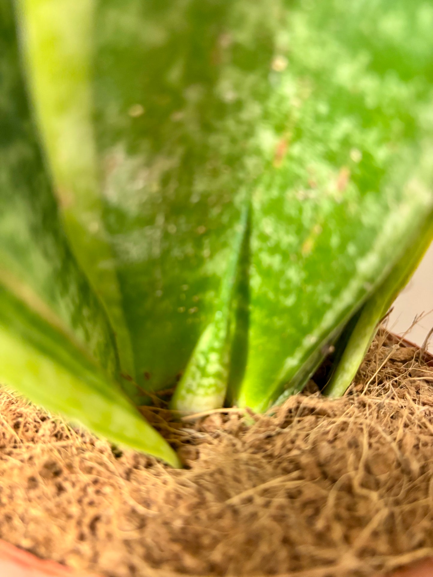 Sansevieria