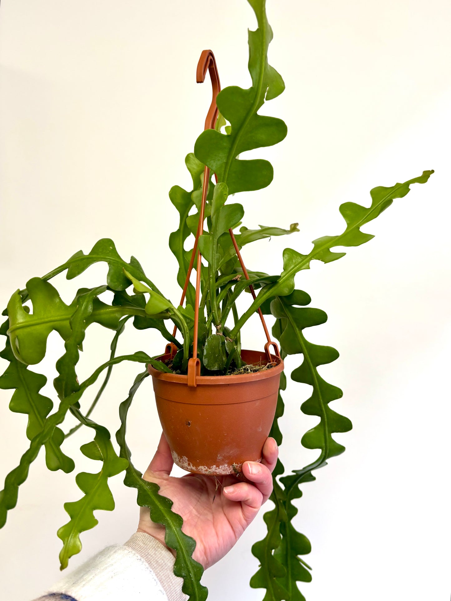 Epiphyllum / Fishbone Cactus