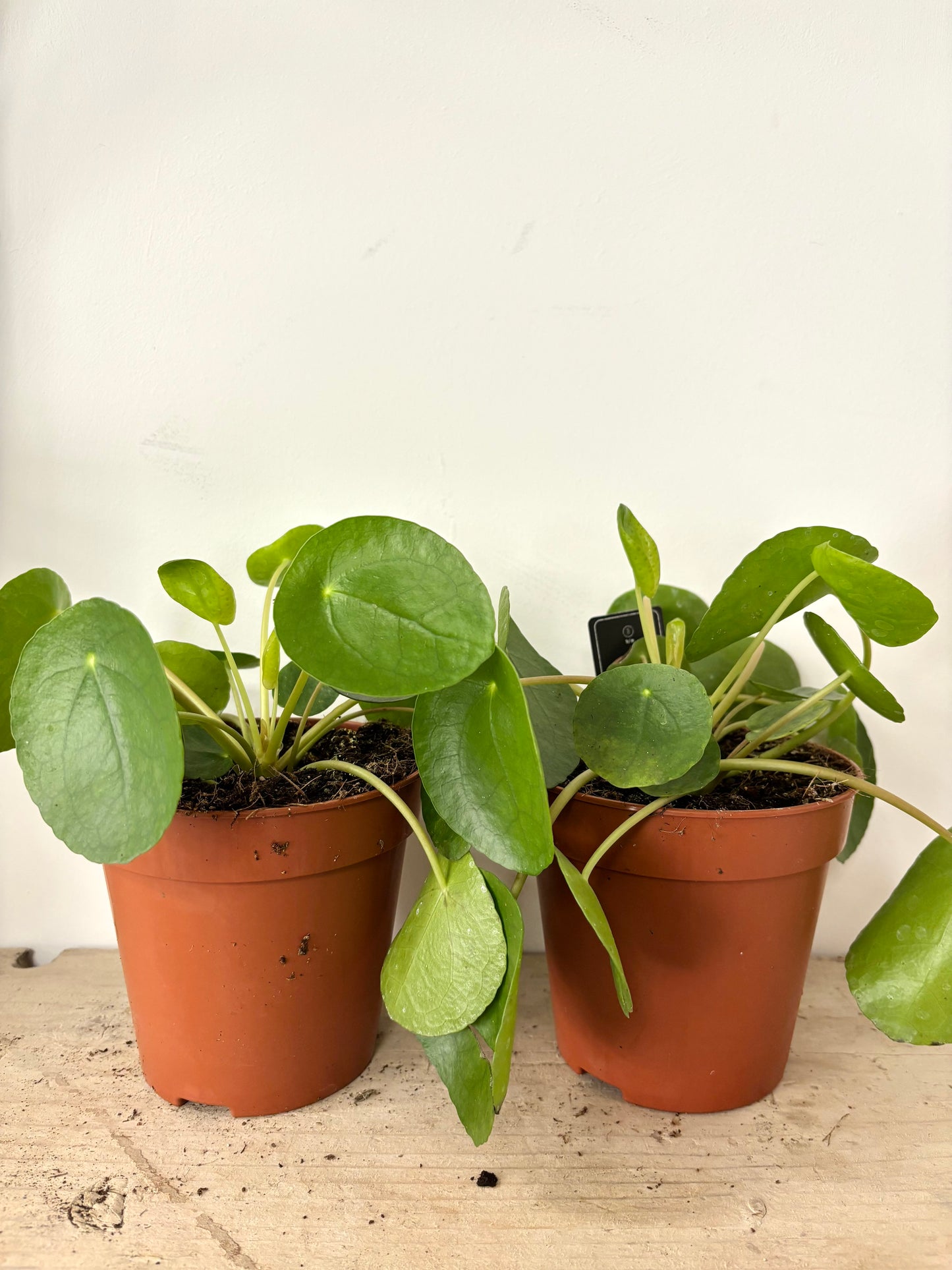 Pilea Peperomioides