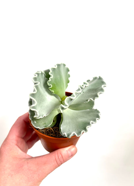 Cotyledon Undulata