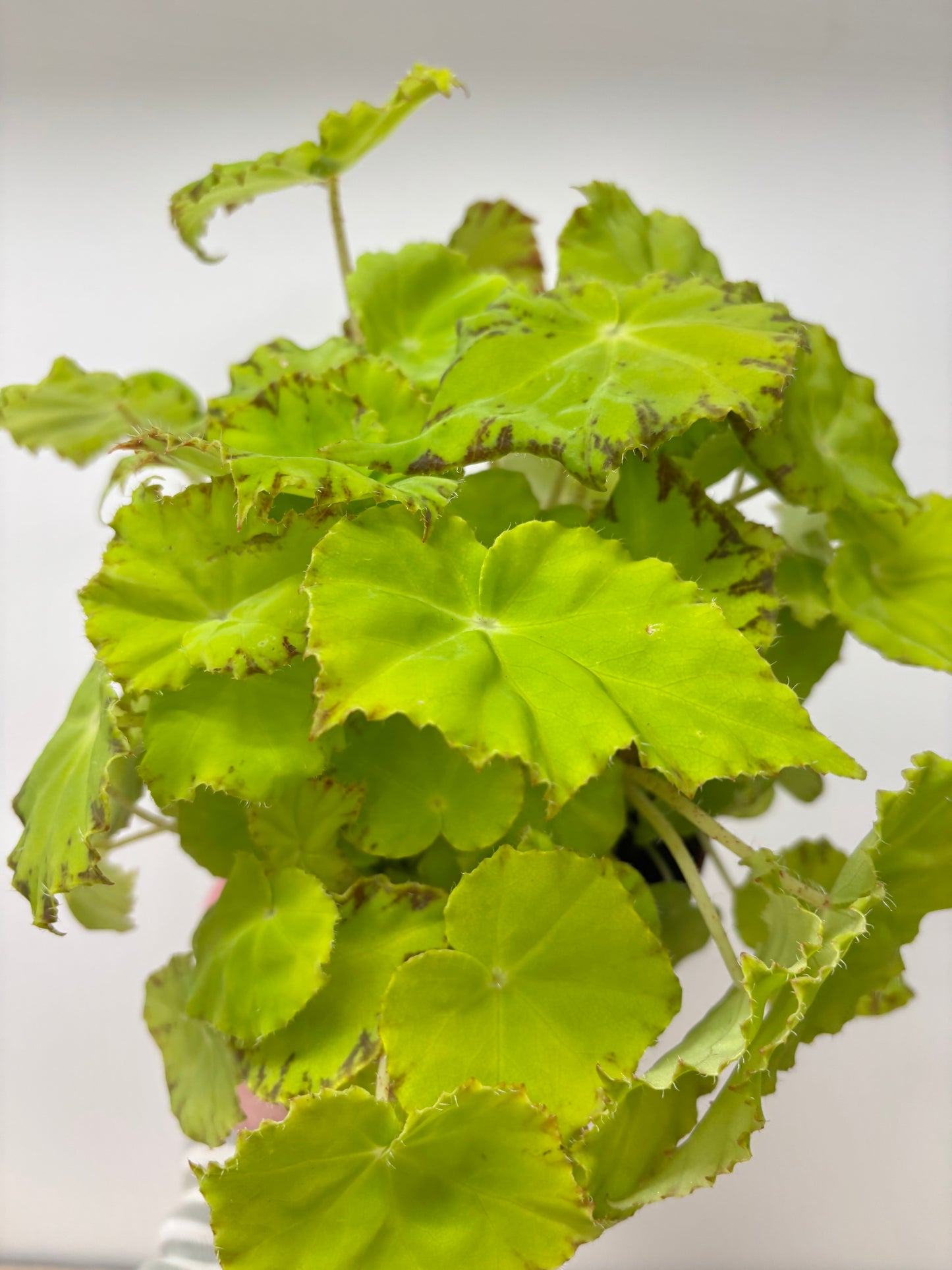 Begonia Lima Love