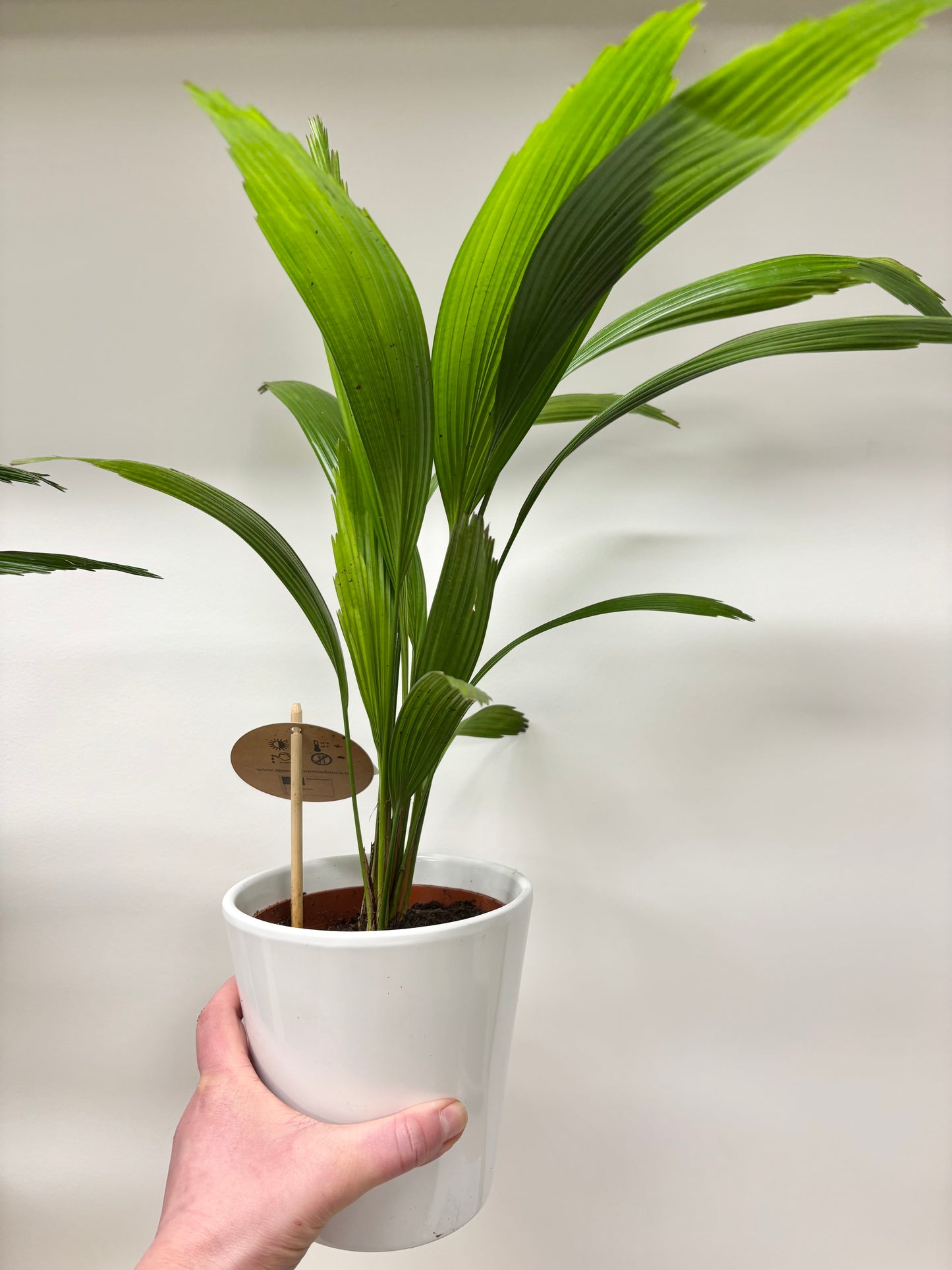 Licuala Grandis / Ruffle Fan Palm with Pot