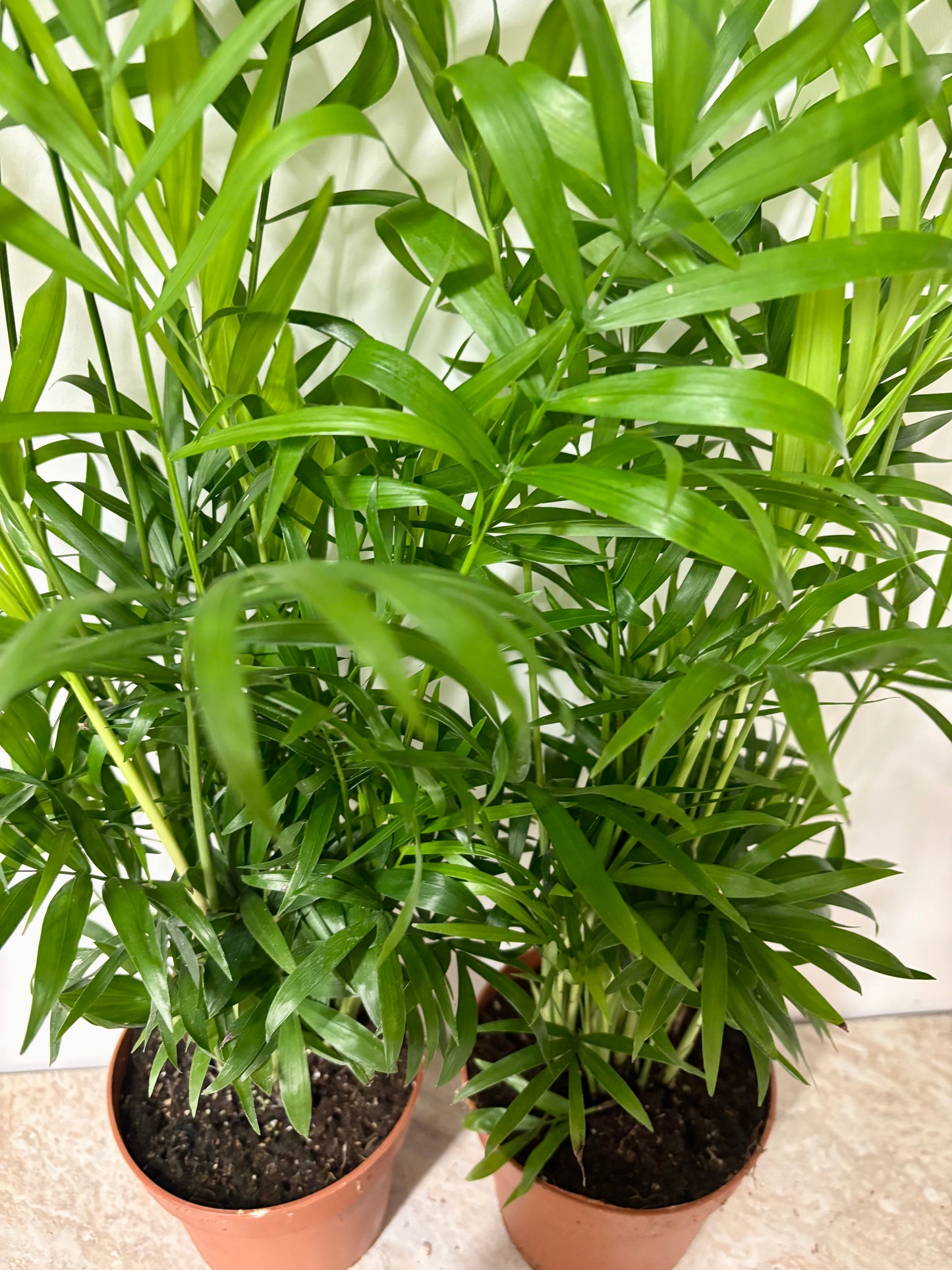 Chamaedorea Elegans