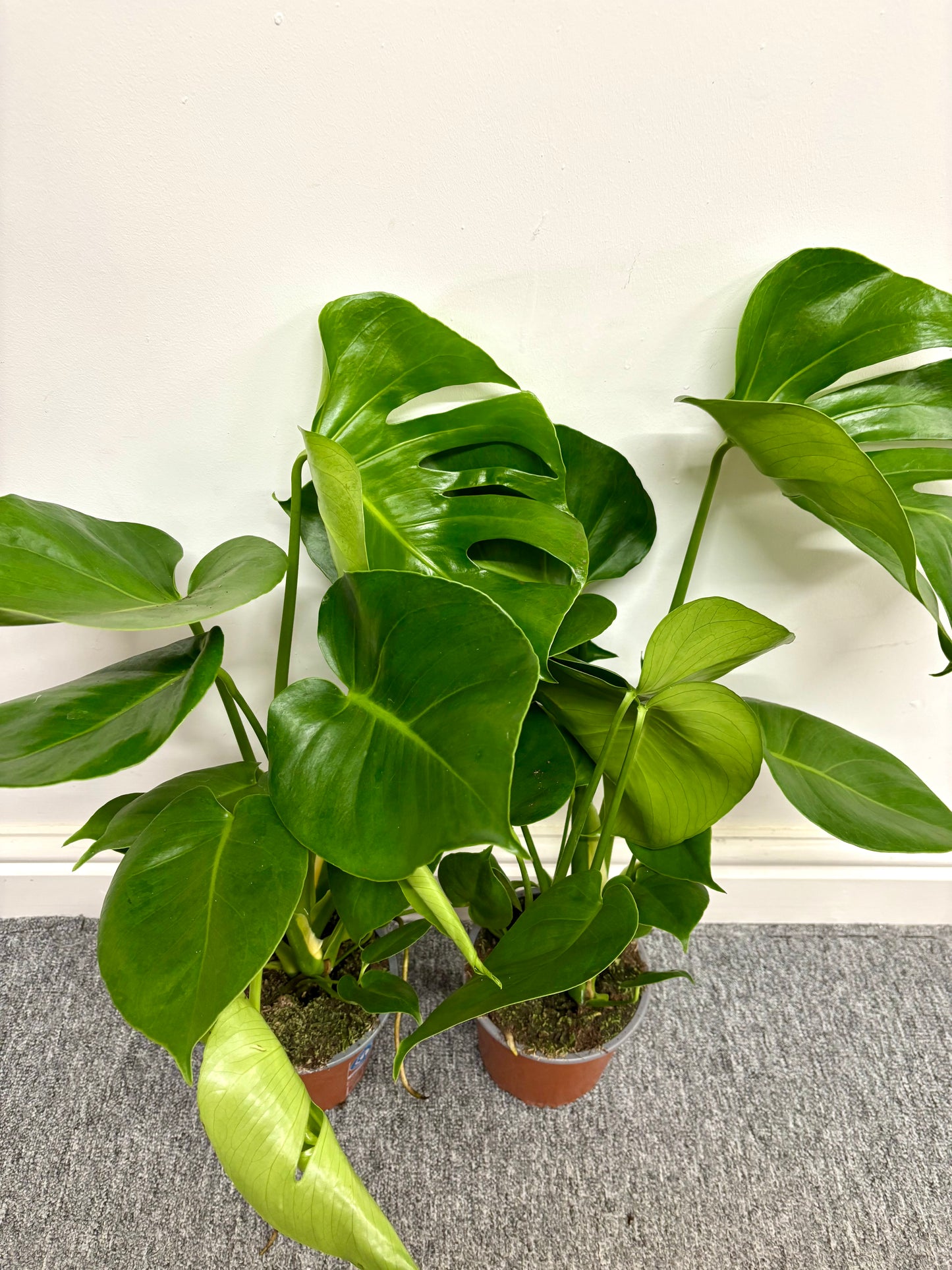 Monstera Deliciosa
