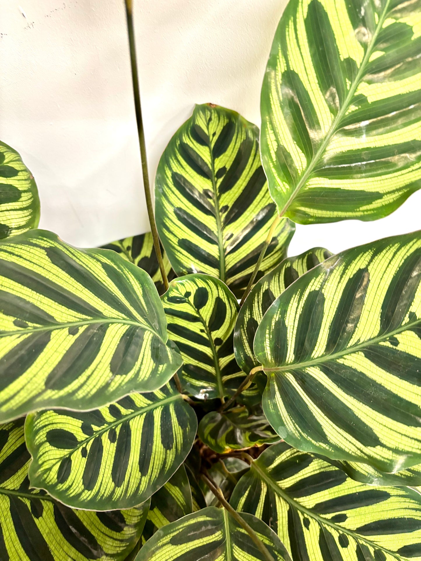 Calathea Makoyana