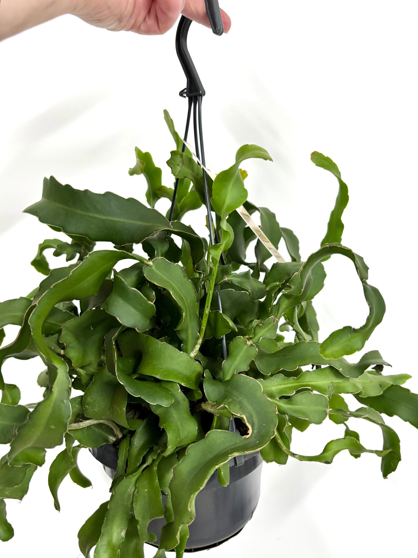 Epiphyllum Guatemalense