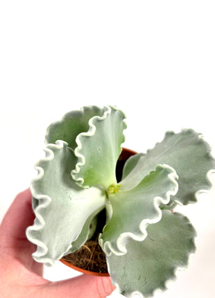 Cotyledon Undulata