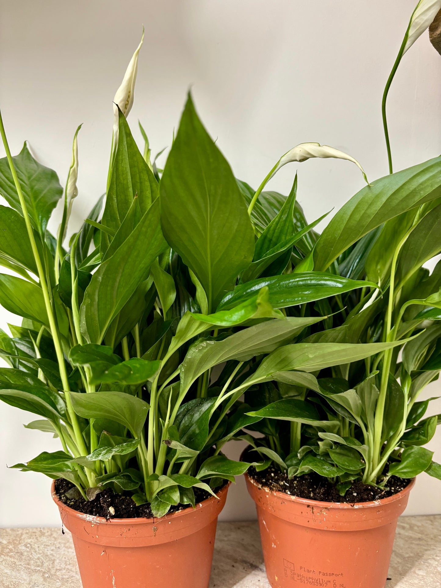 Spathiphyllum/ Peace Lily
