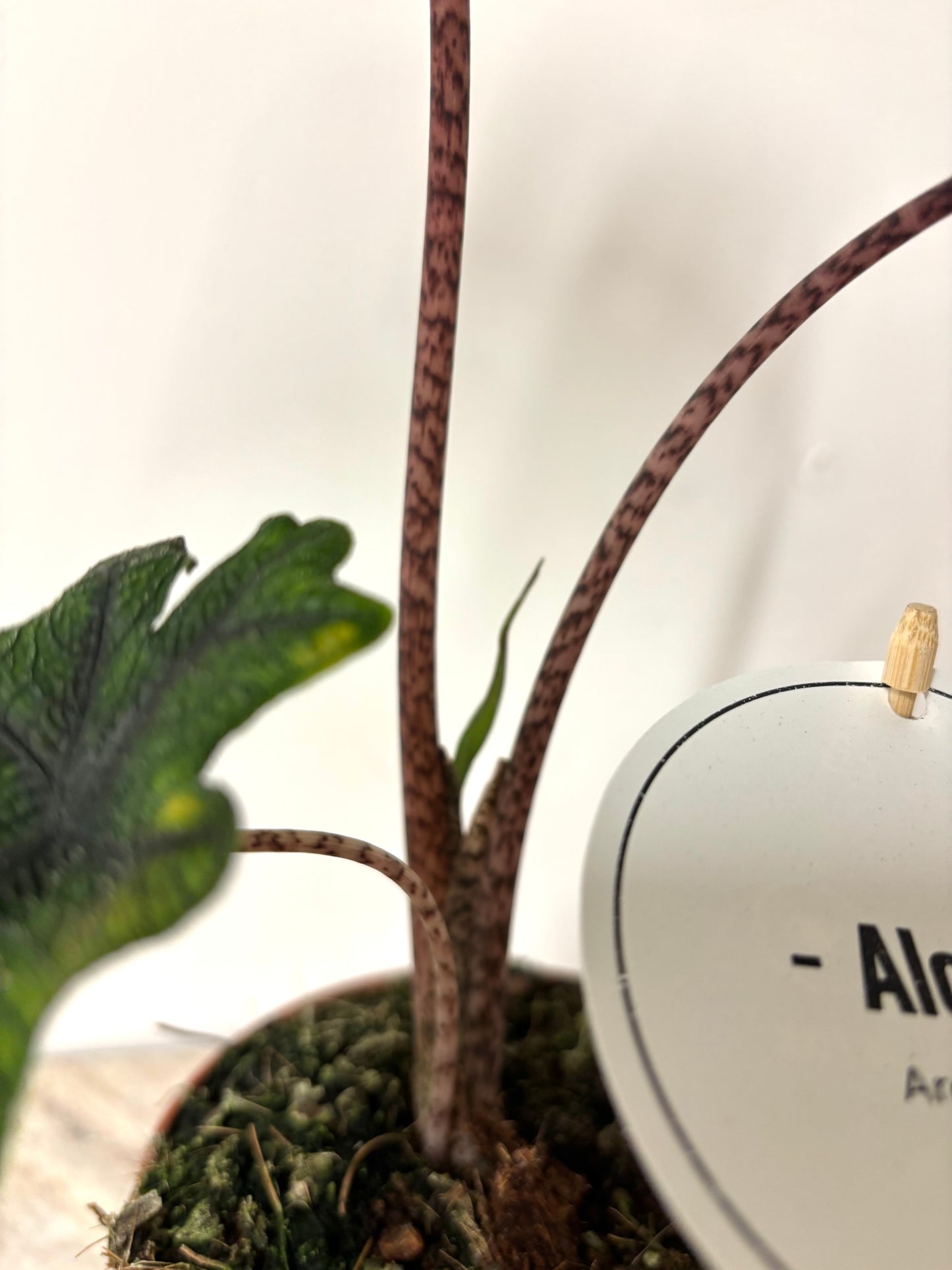 Alocasia Jacklyn
