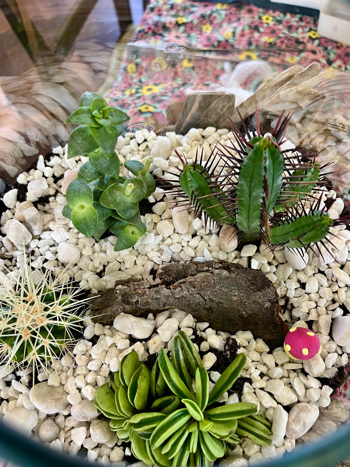 Terrarium workshop