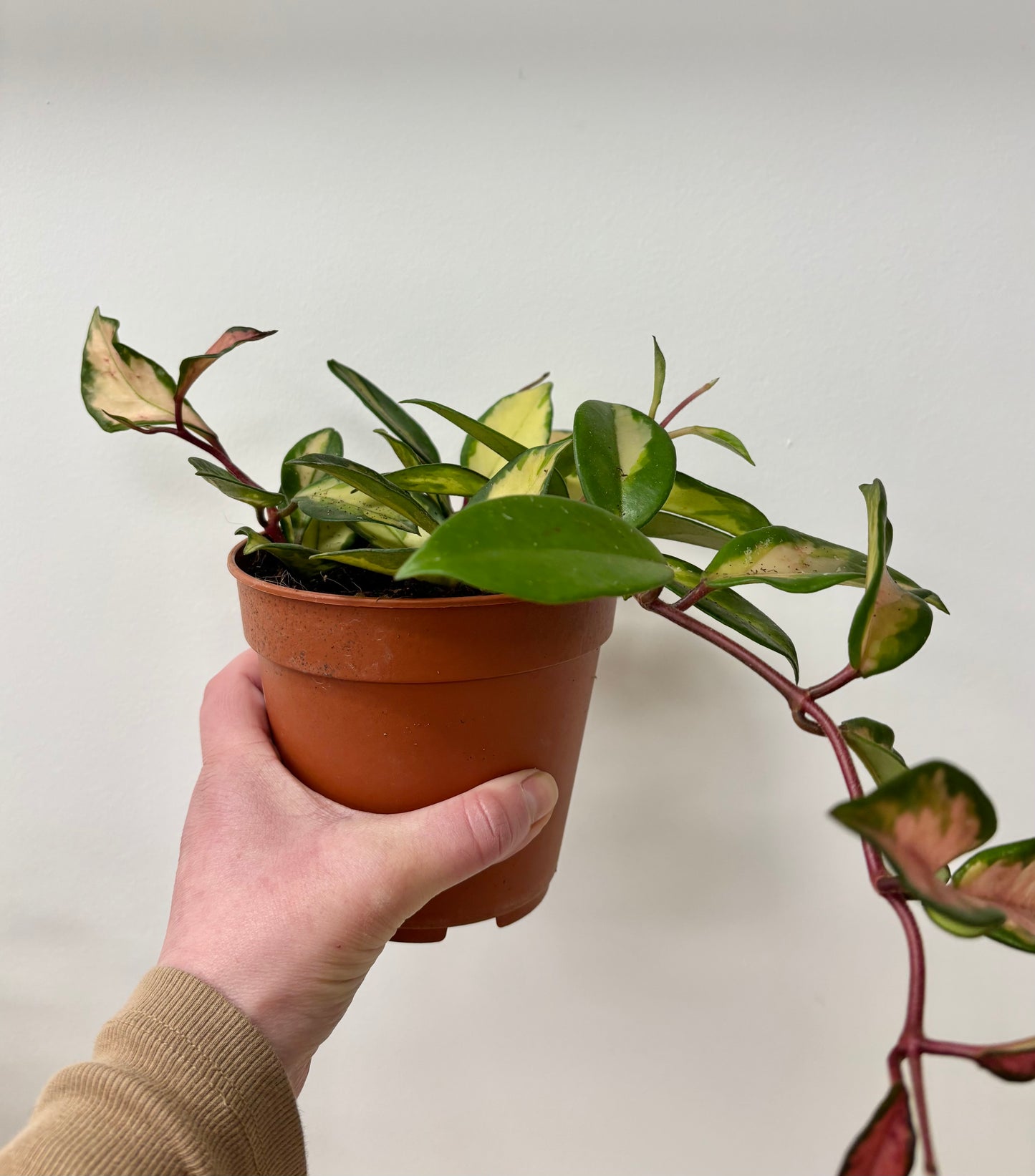 Hoya Tricolor
