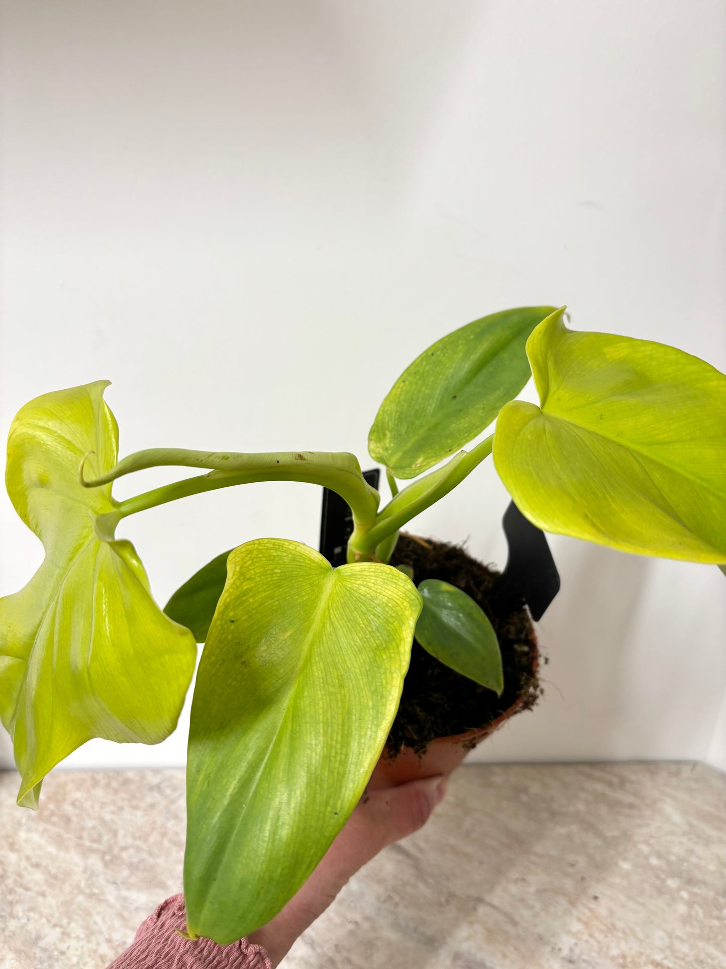 Philodendron Golden Violin
