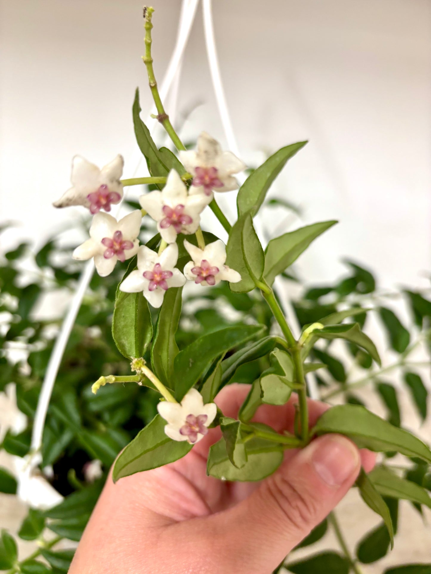 Hoya Bella