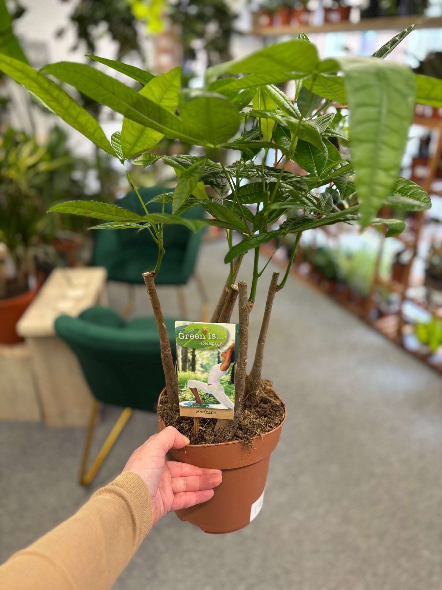 Pachira Aquatica