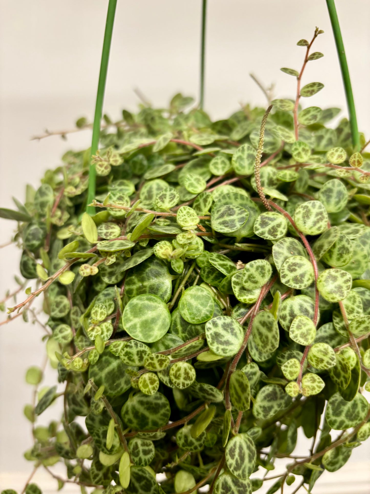 Peperomia Prostrata/ string of turtles