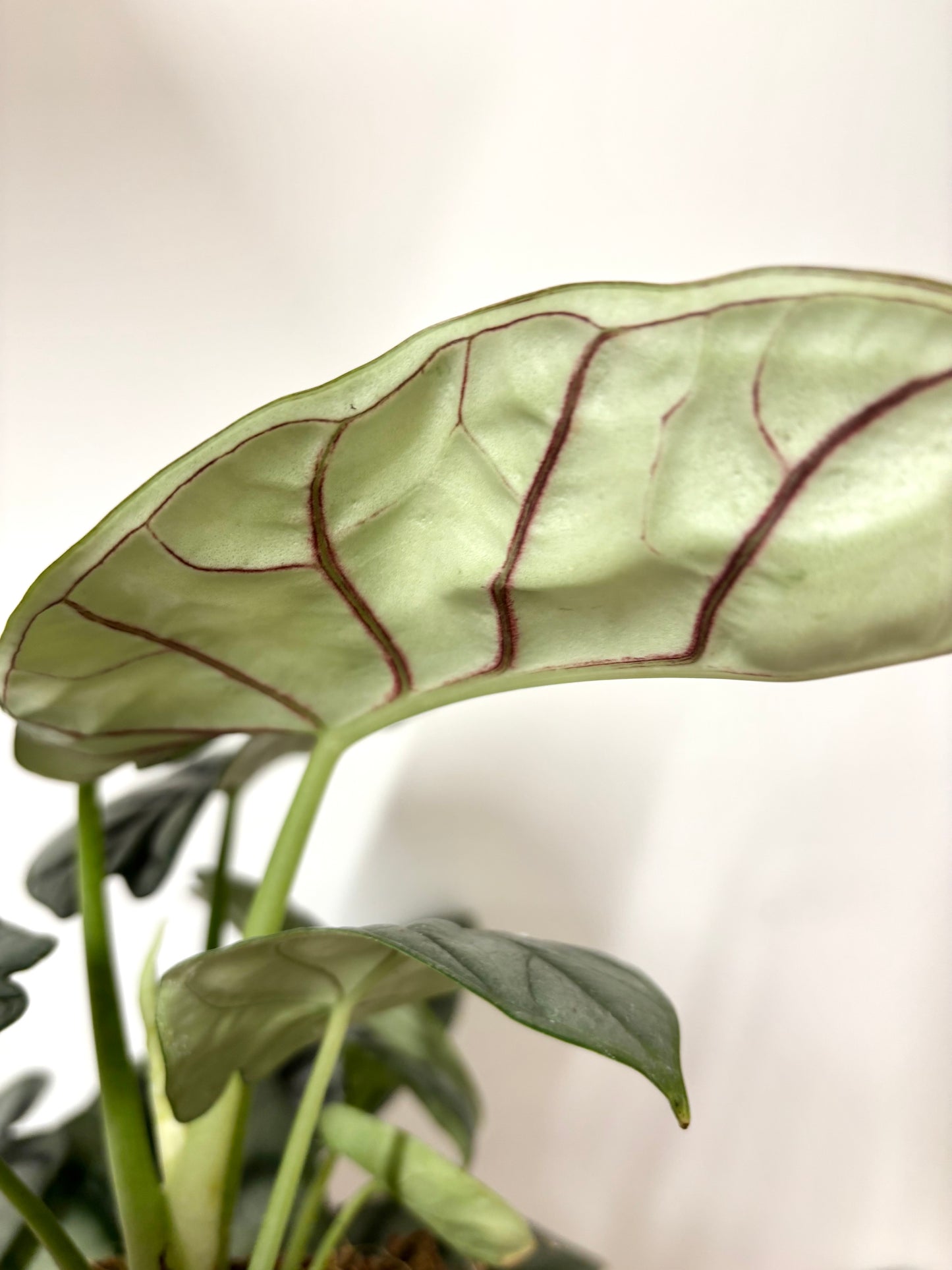 Alocasia Silver Dragon