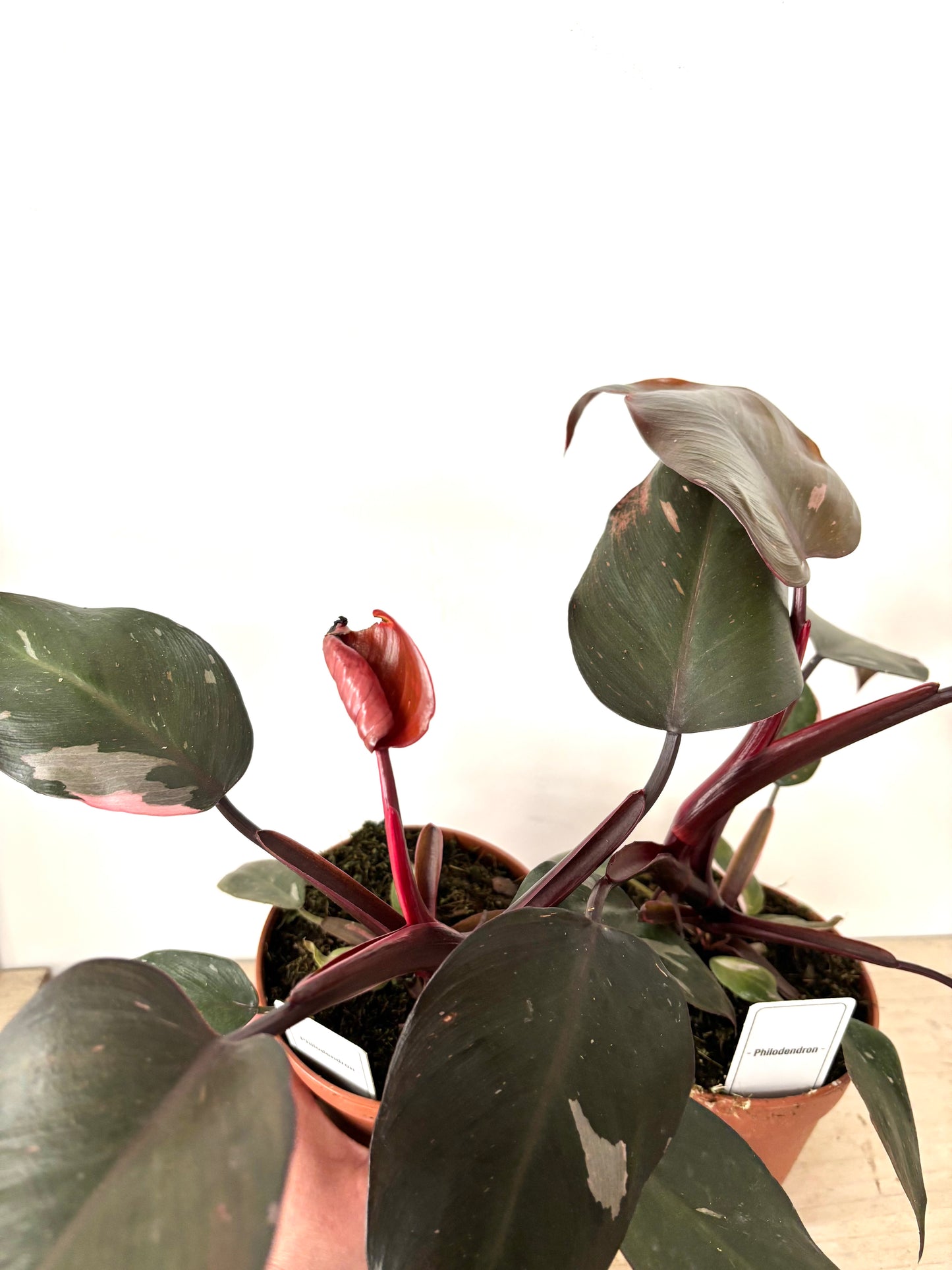 Philodendron Burgundy Princess