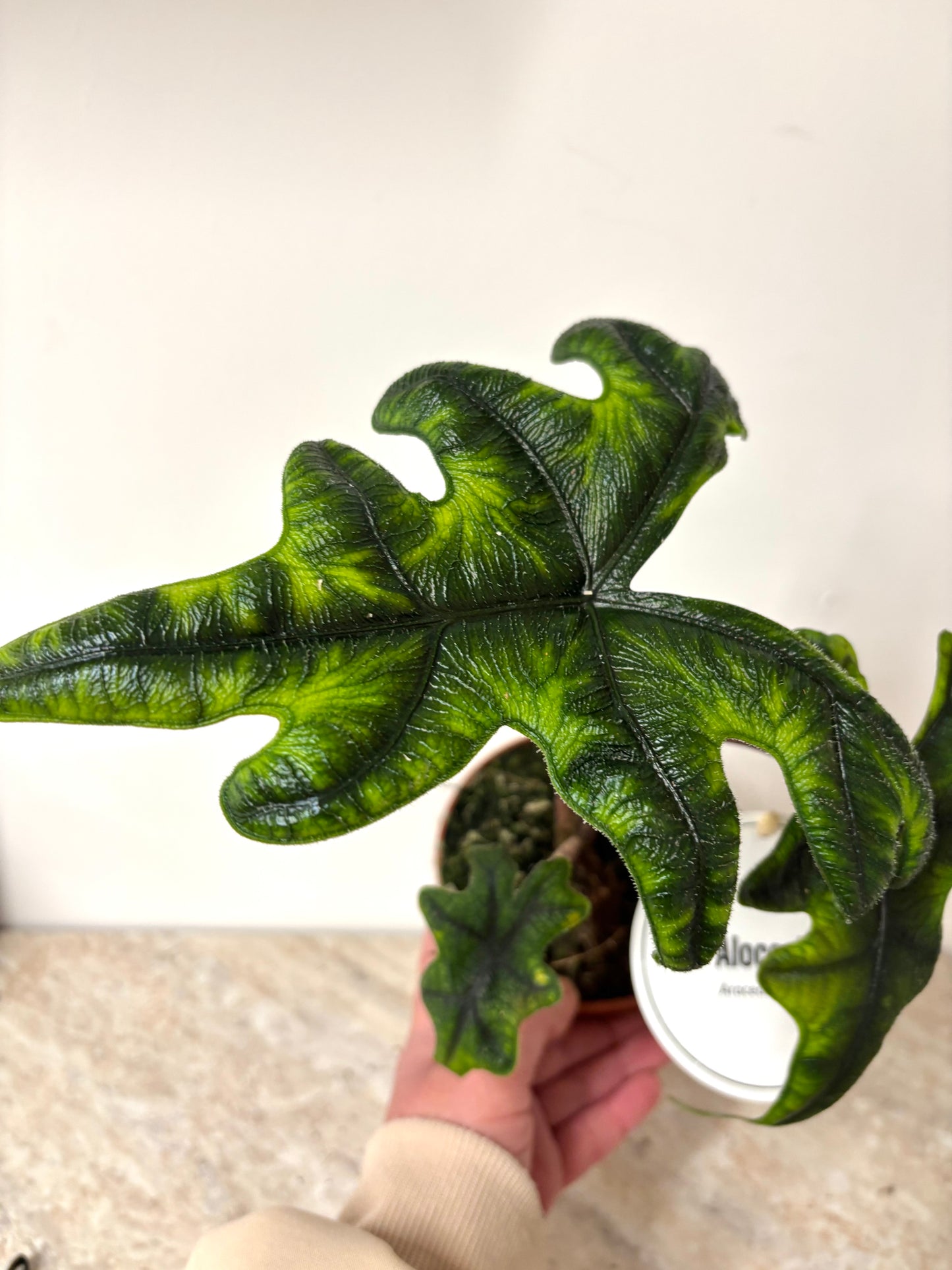 Alocasia Jacklyn