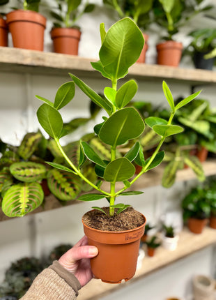 Clusia Rosea Princess
