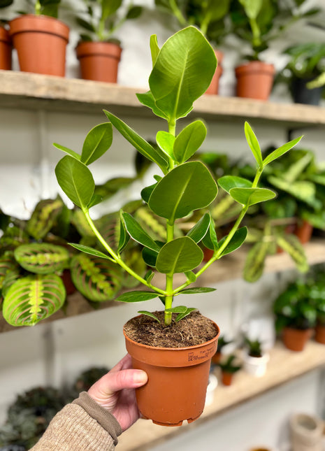 Clusia Rosea Princess