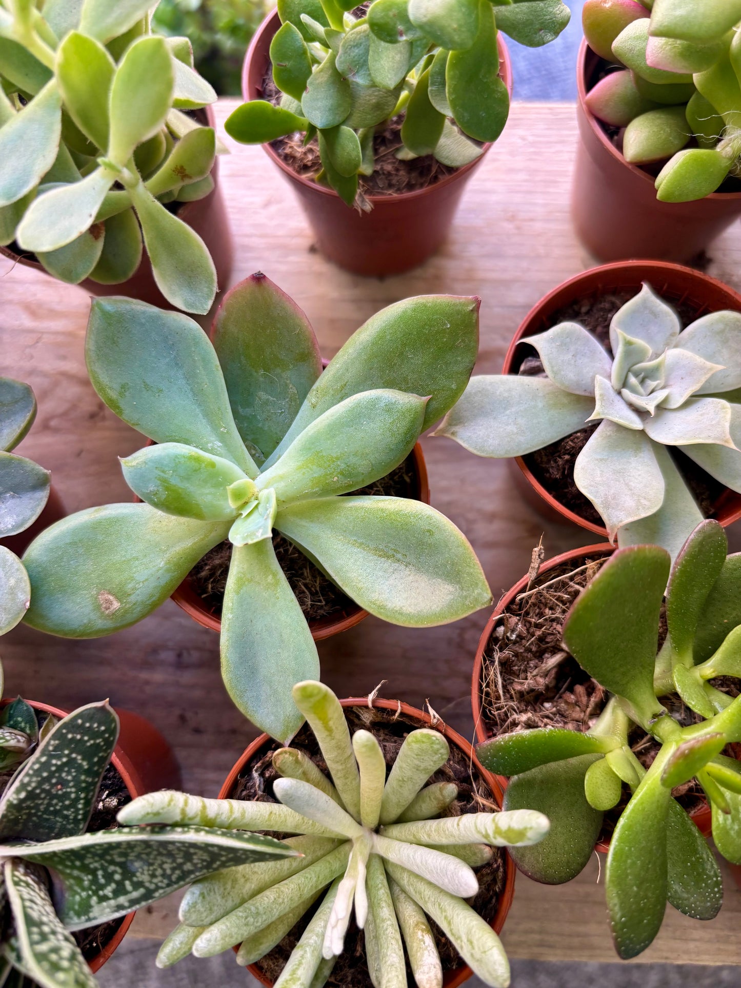 Succulents