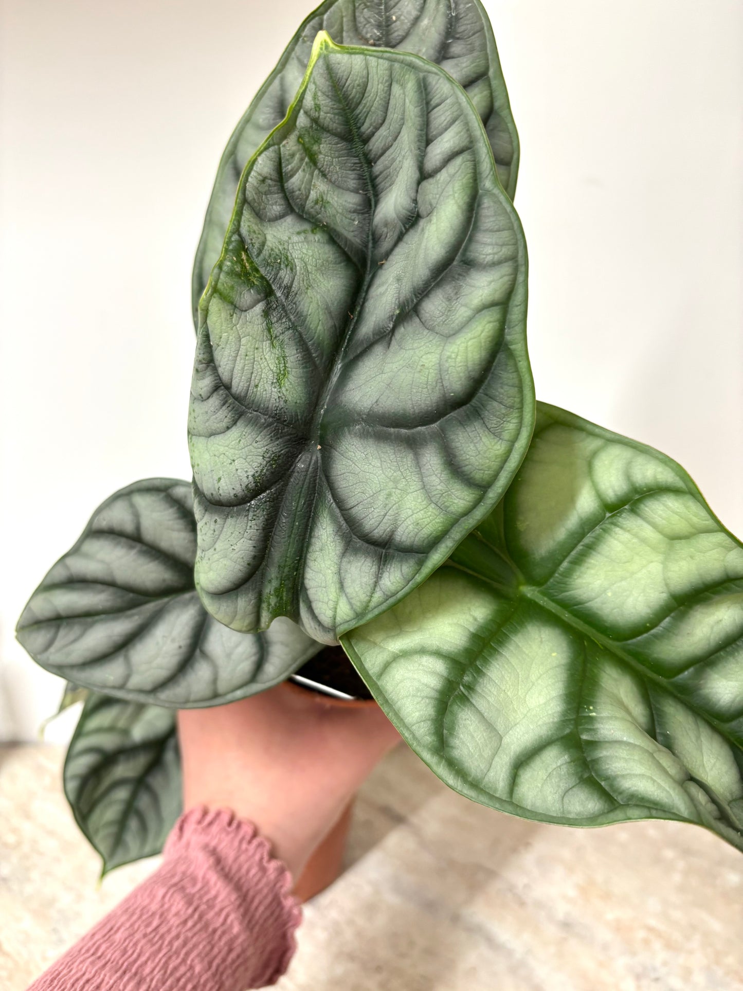 Alocasia Silver Dragon
