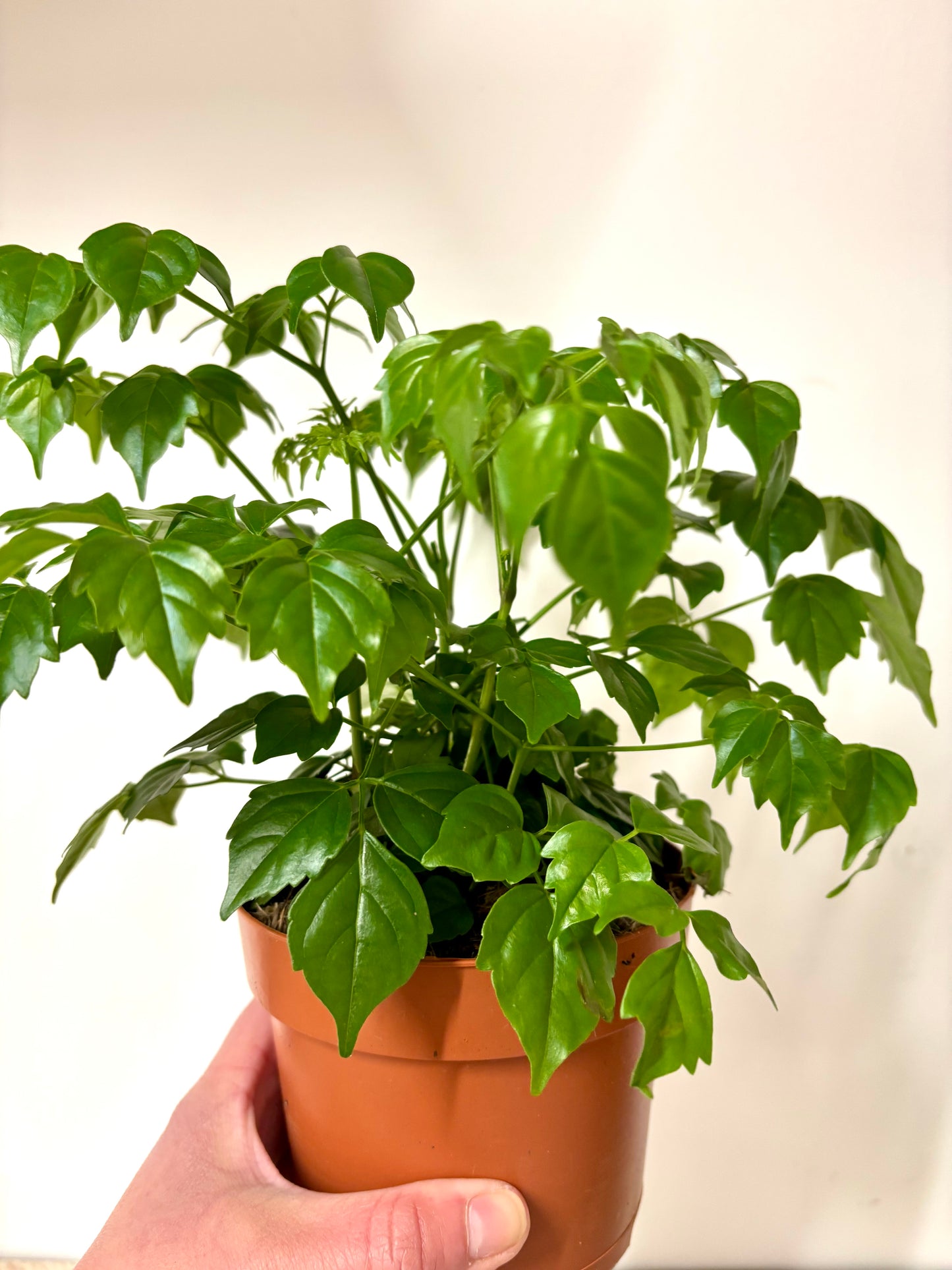 Radermachera Sinica