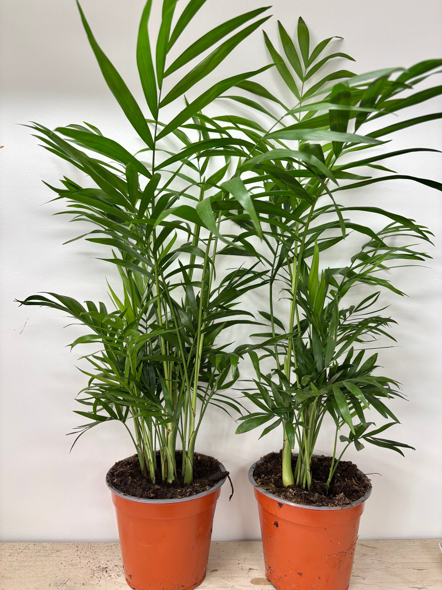 Chamaedorea Elegans