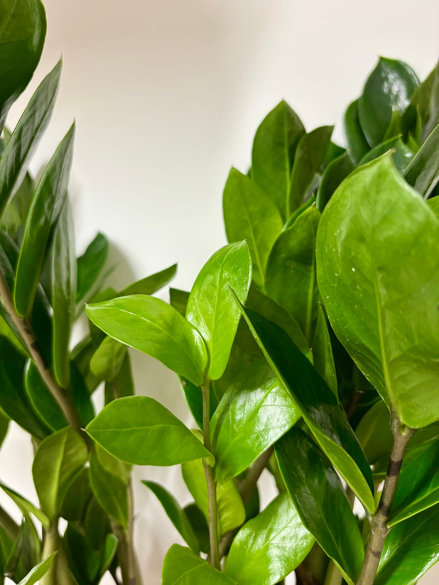 Zamio Zamiifolia