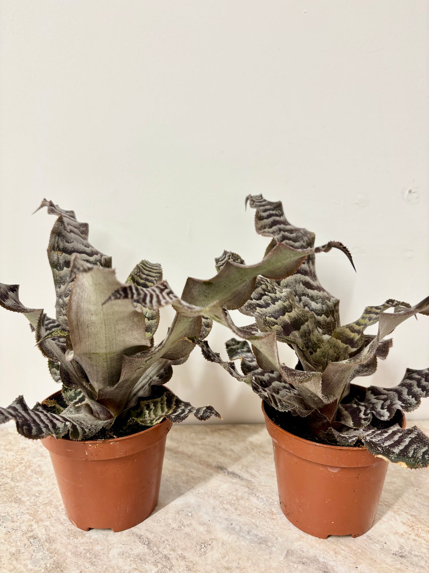 Cryptanthus Zonatus