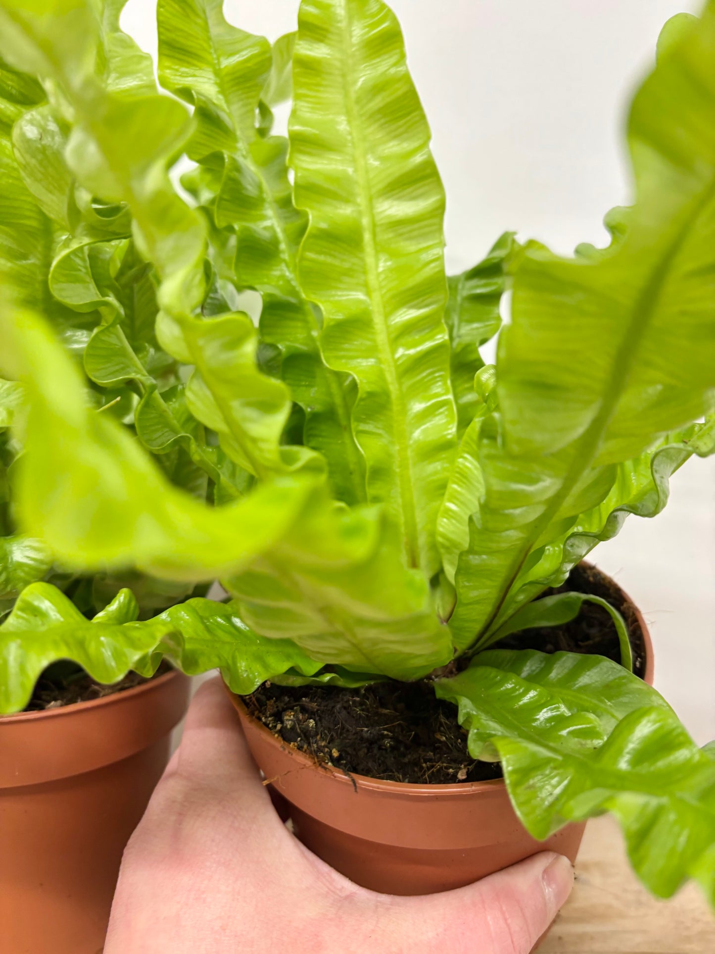 Asplenium Crispy Wave