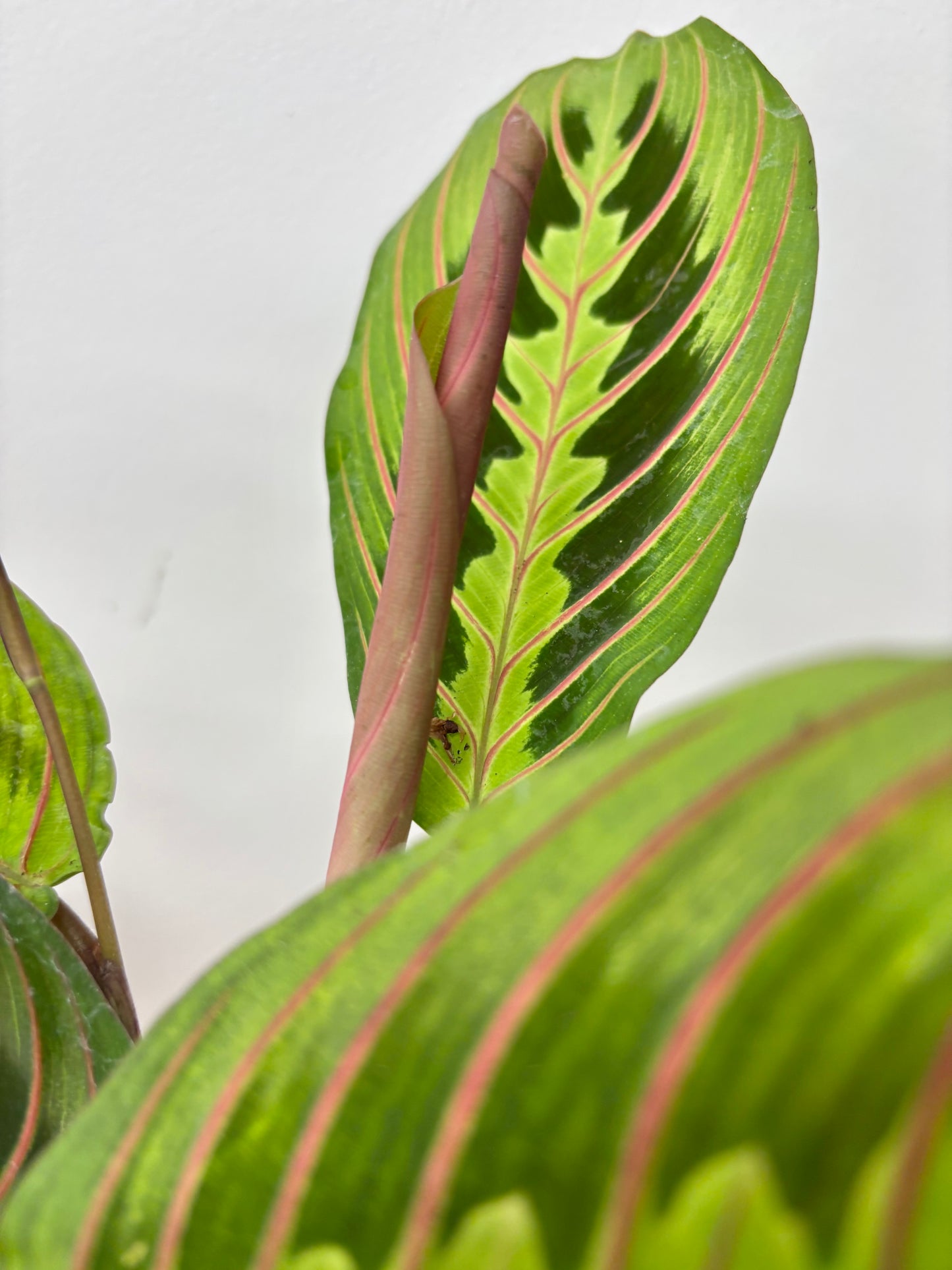 Maranta Fascinator