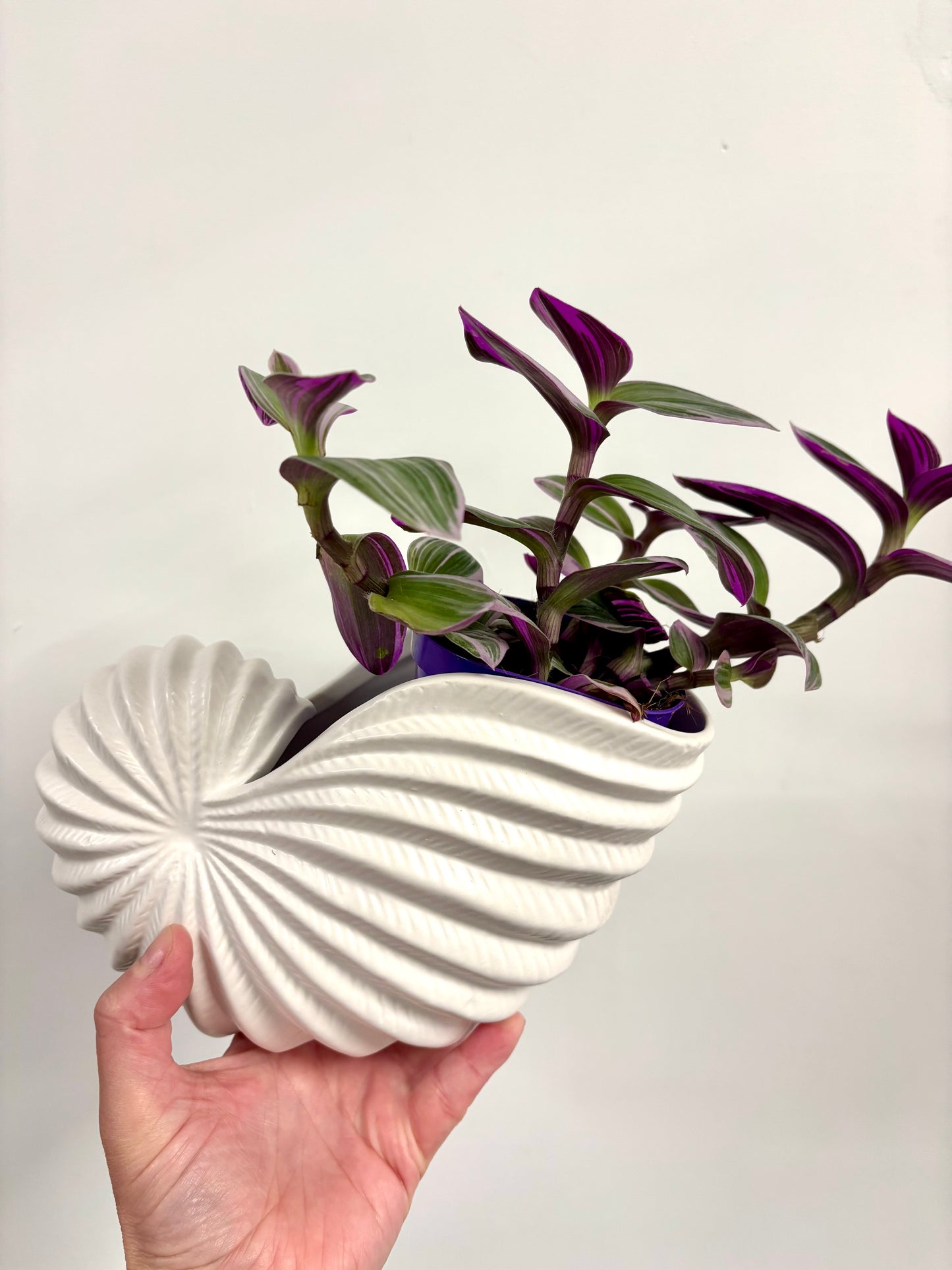 Shell planter