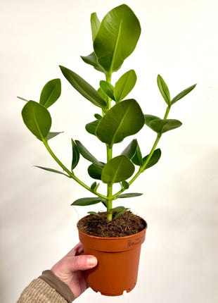 Clusia Rosea Princess