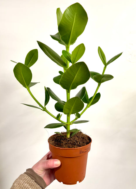 Clusia Rosea Princess