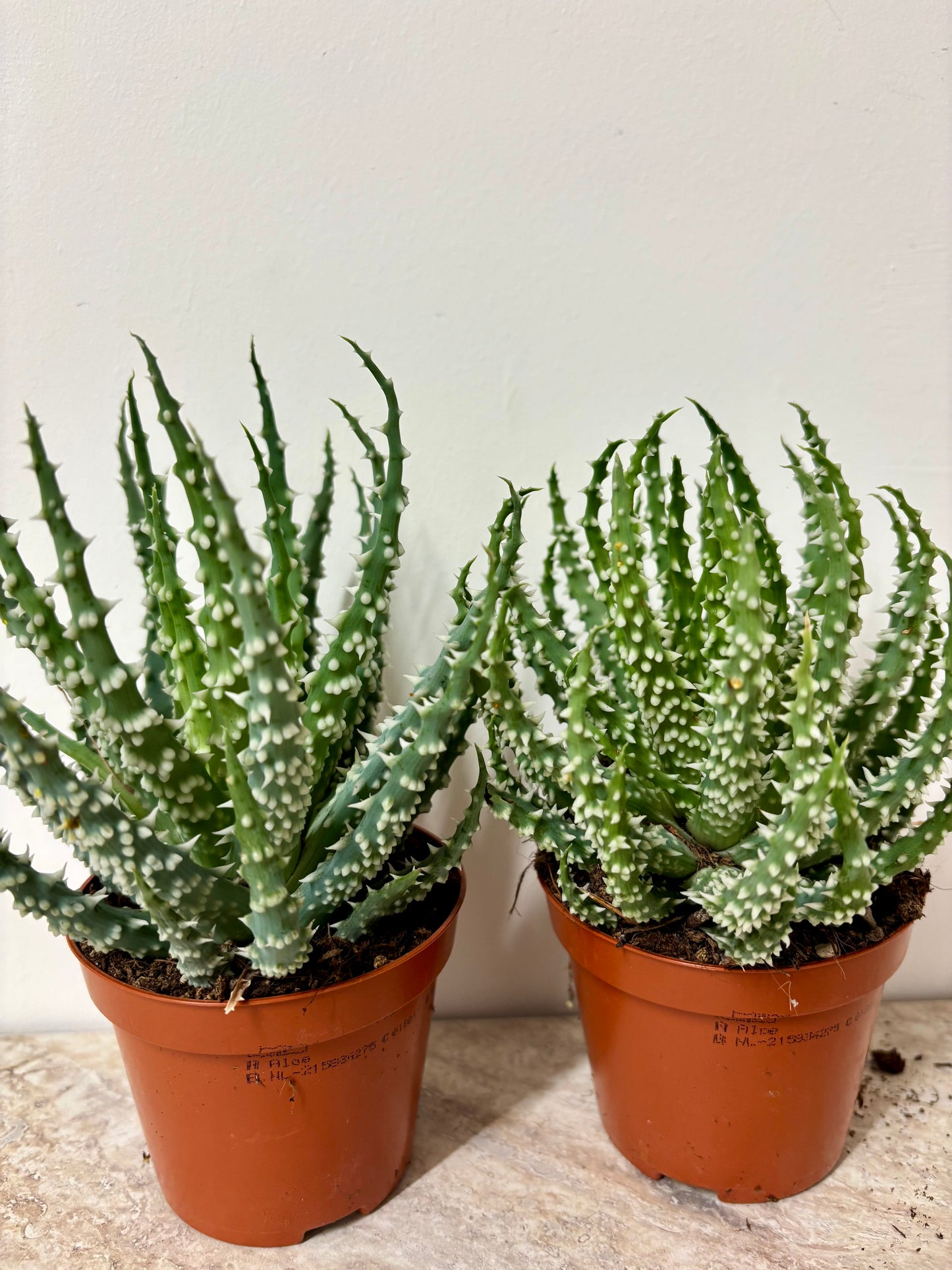 Aloe Humilis Shark