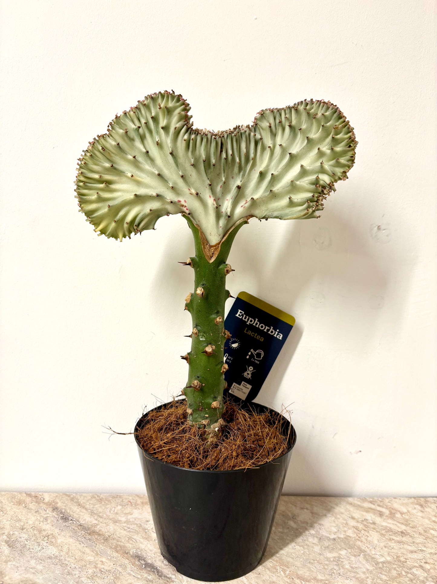Euphorbia Lactea