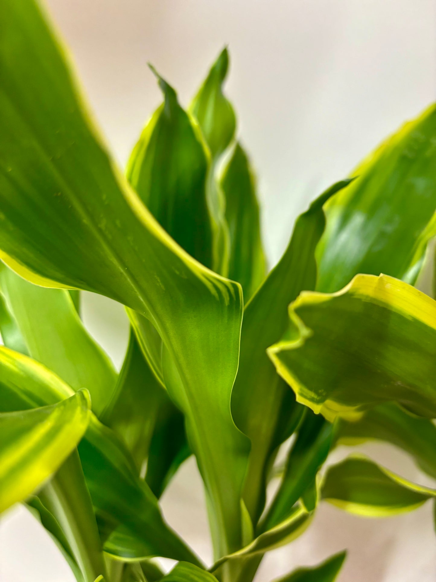 Dracaena Golden Coast
