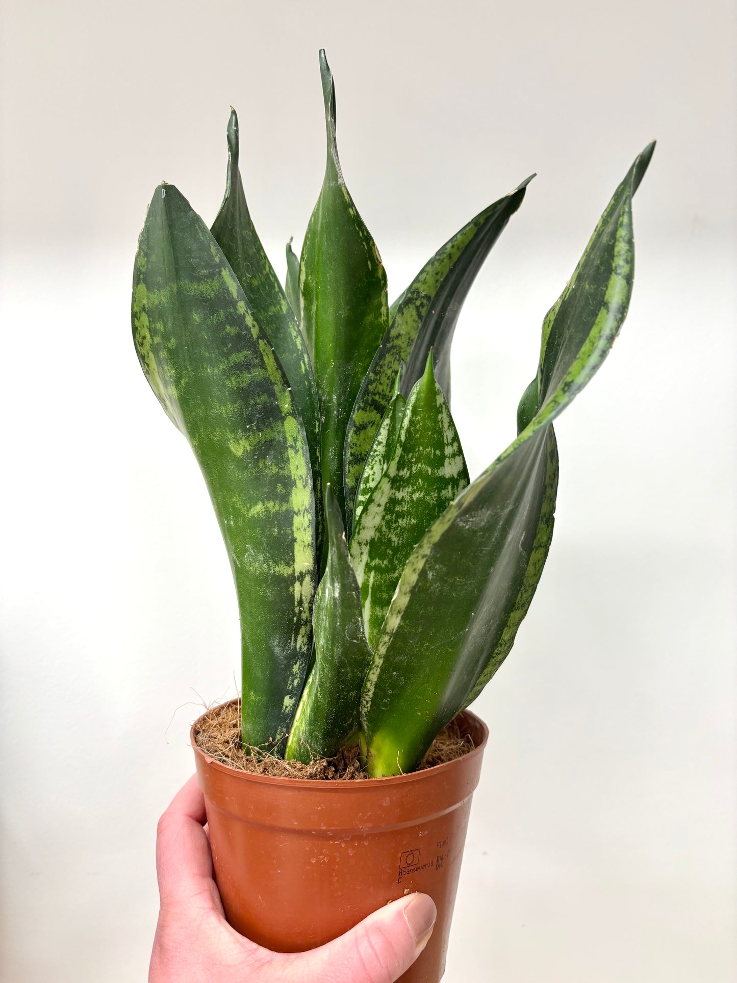 Sansevieria Whitney