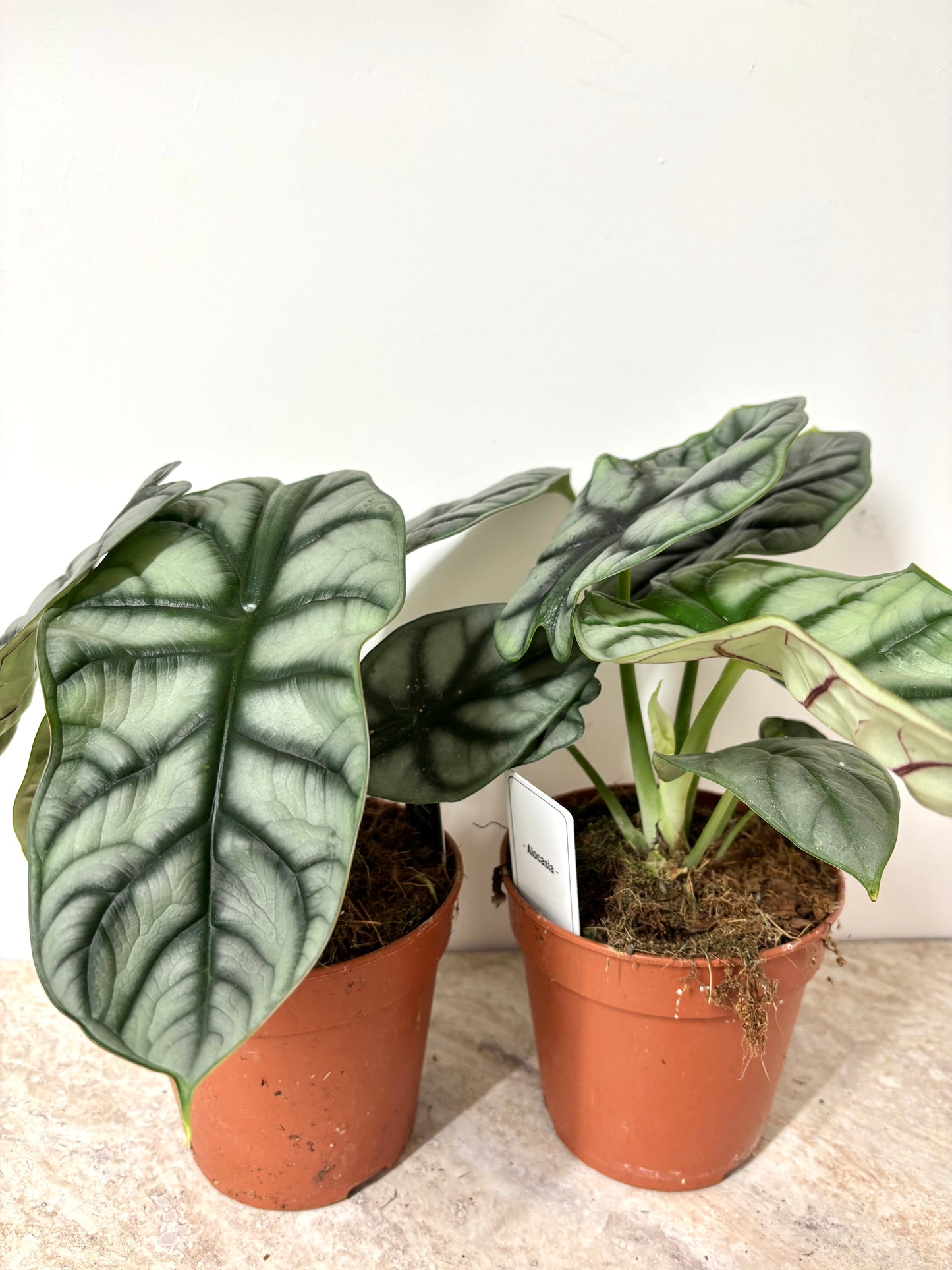 Alocasia Silver Dragon