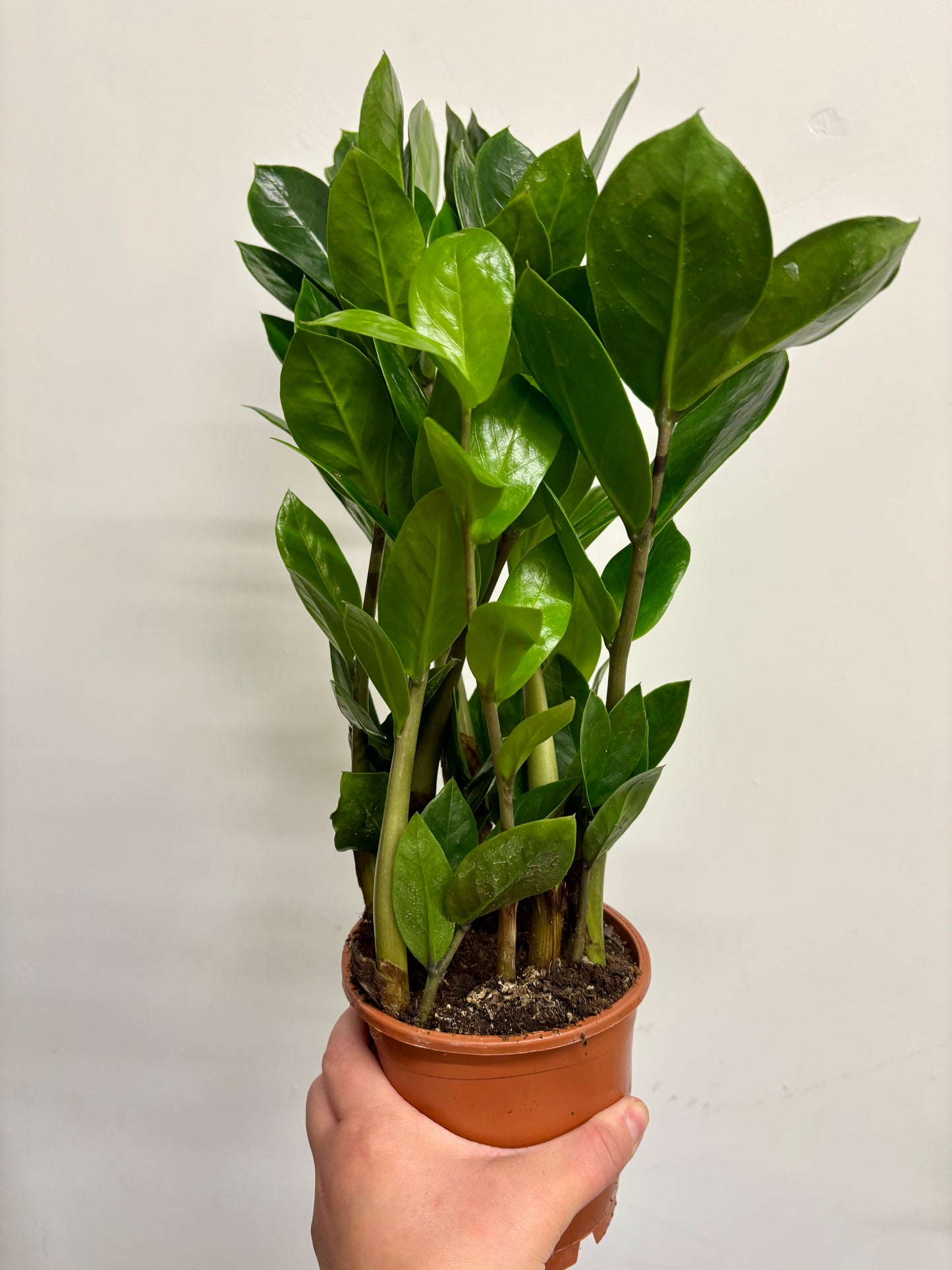 Zamio Zamiifolia