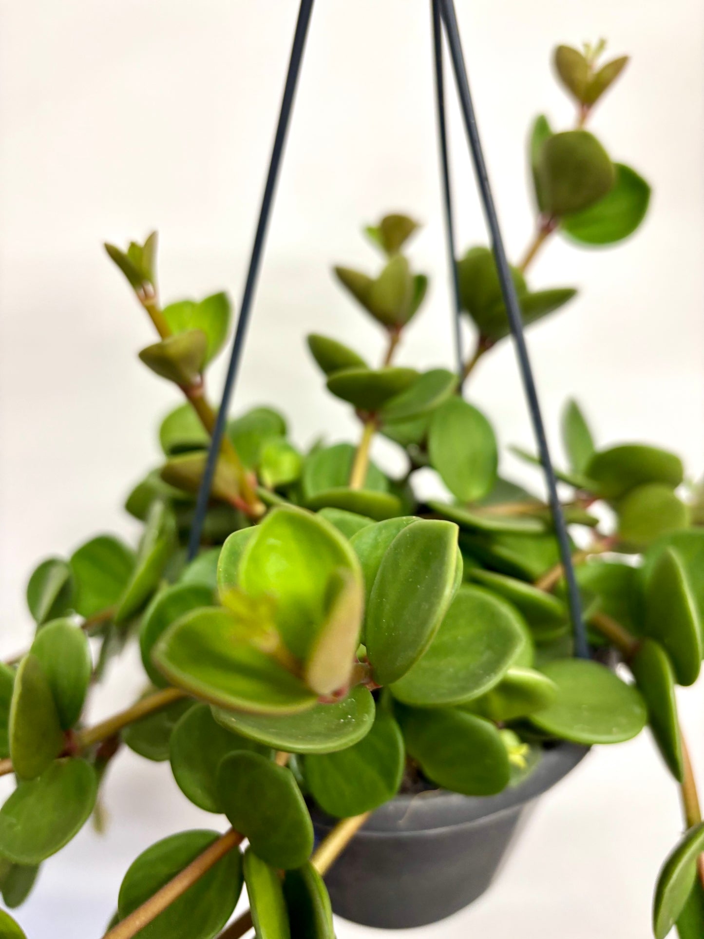 Peperomia Hope