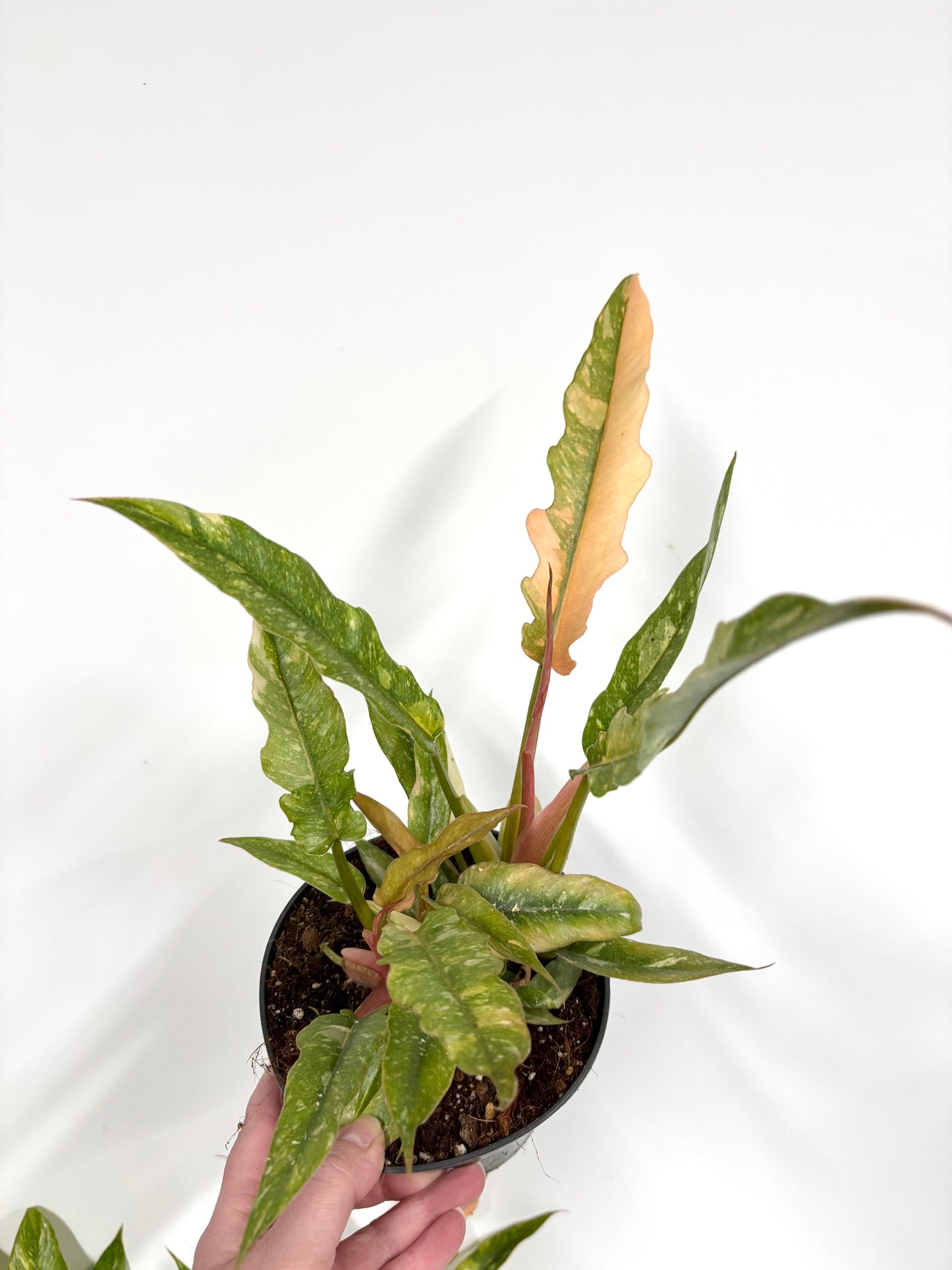 Philodendron Ring of Fire