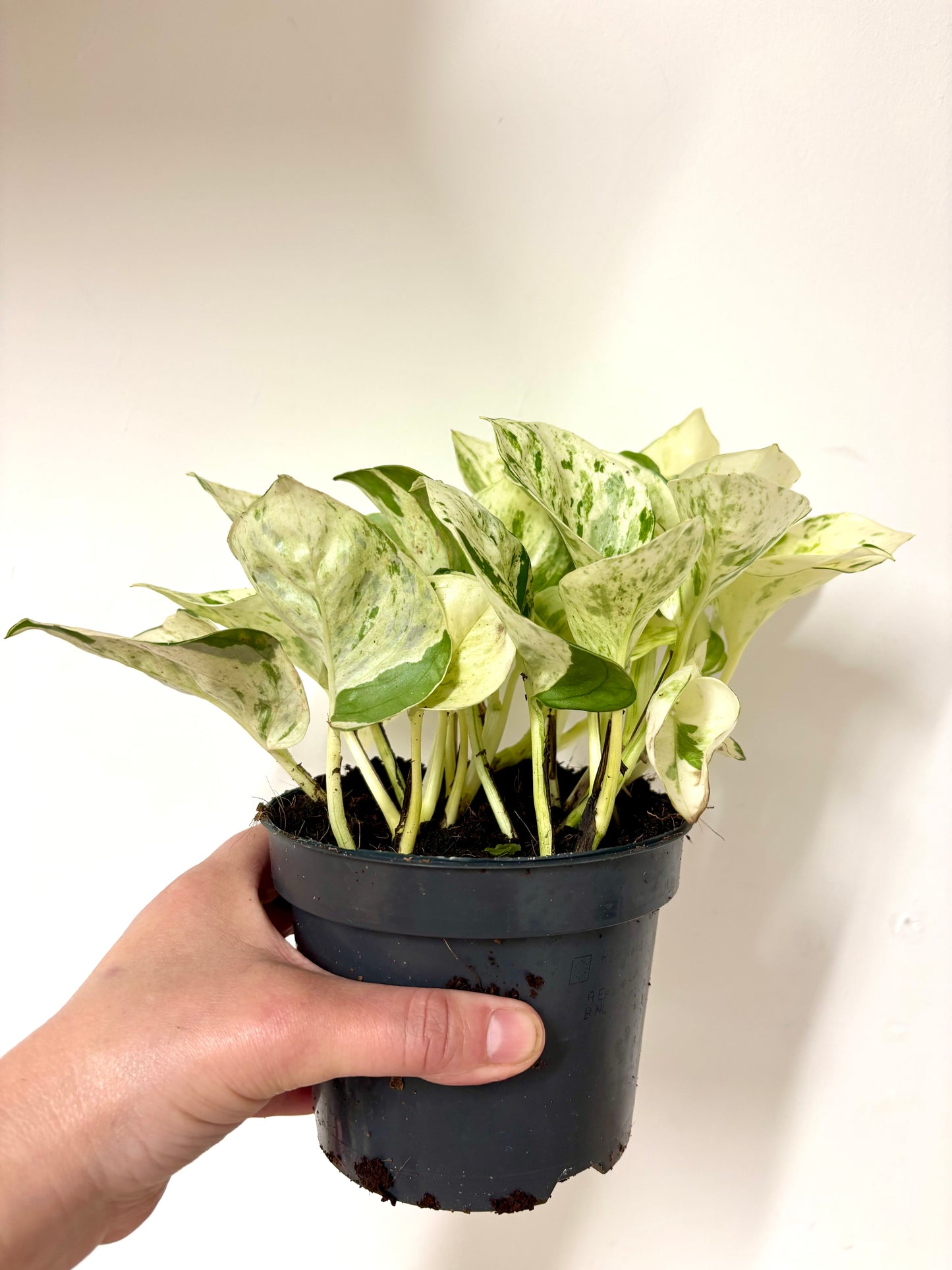 Epipremnum Happy Leaf
