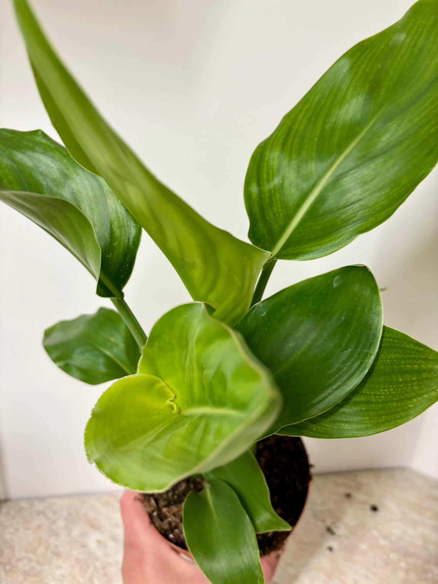 Strelitzia Nicolai / Bird Of Paradise